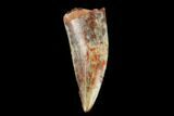 Serrated, Fossil Phytosaur (Machaeroprosopus) Tooth - New Mexico #133286-1